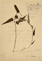 藏品(斯氏懸鉤子)的圖片